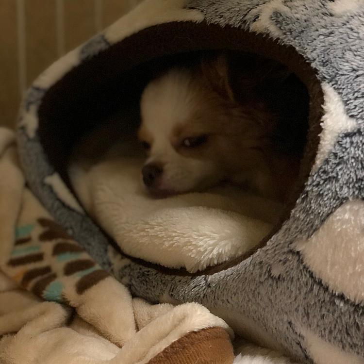 小春はもちろんネムネム💤🐶
ホンマに朝の弱い子だわ🤣