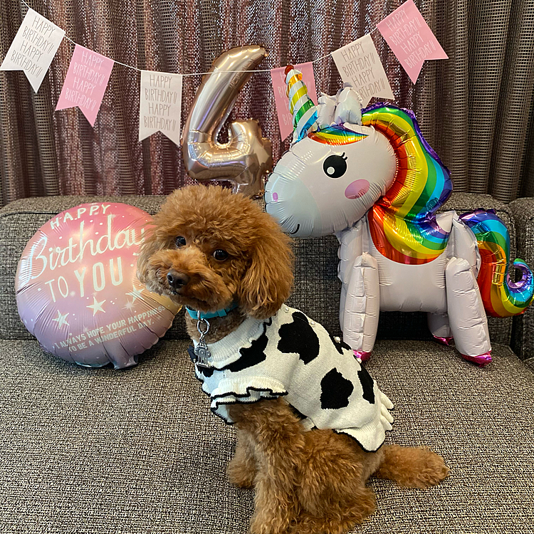牛さんのニットはKALINAさんのクリスマスプレゼントで当選したものです🐮
ありがとうございます♪