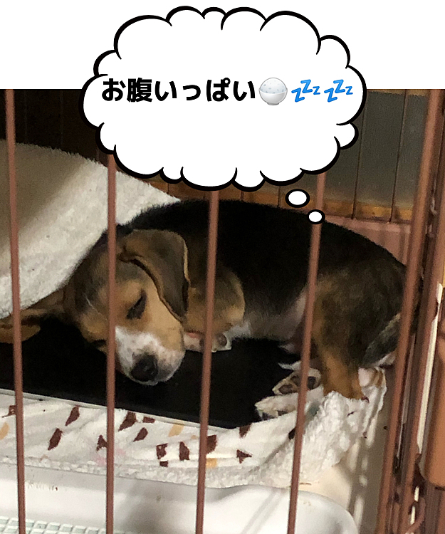 ヤンチャでもこんな寝姿見るとホッコリ🍀💖🥰
体重も増えてこの前買った服がもうピチピチ💦