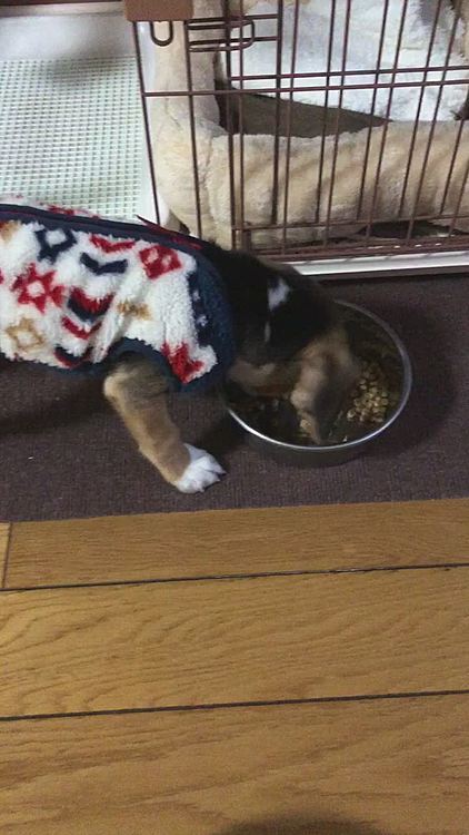 食欲旺盛、元気が1番だね❣️🥰🍀
年末年始はあったかくして過ごそうねぇ
\(//∇//)\💖🐶🐶🍀💕