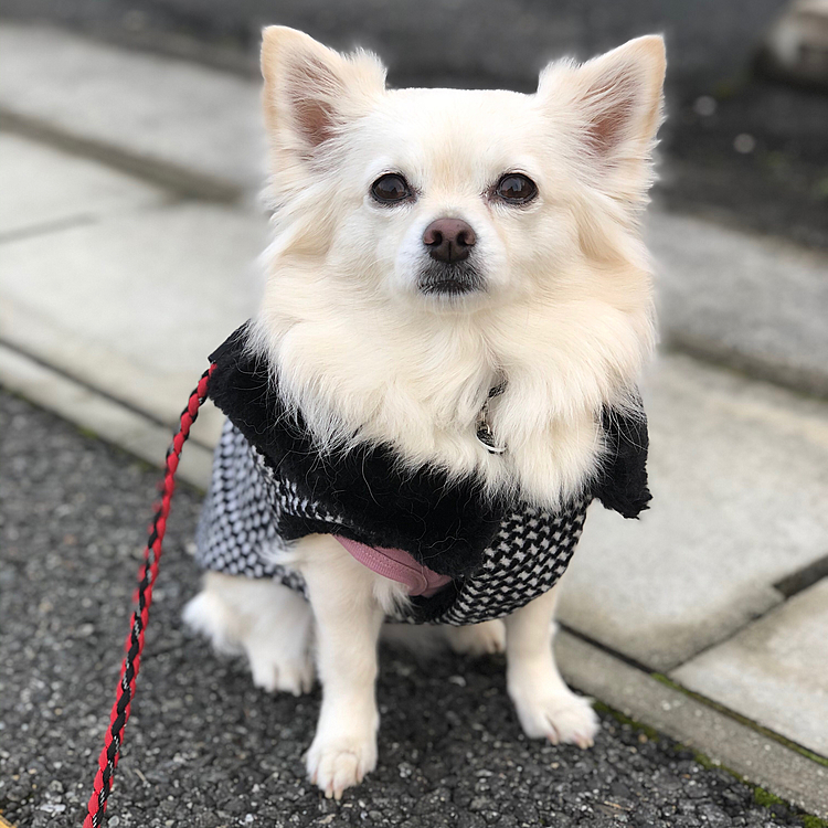おはようございます☀
小雪は今朝も元気いっぱいお散歩してきました🎵🐶
シェルティちゃんにワンワン言われたけど、小雪は言い返さずお利口さんやったね💕