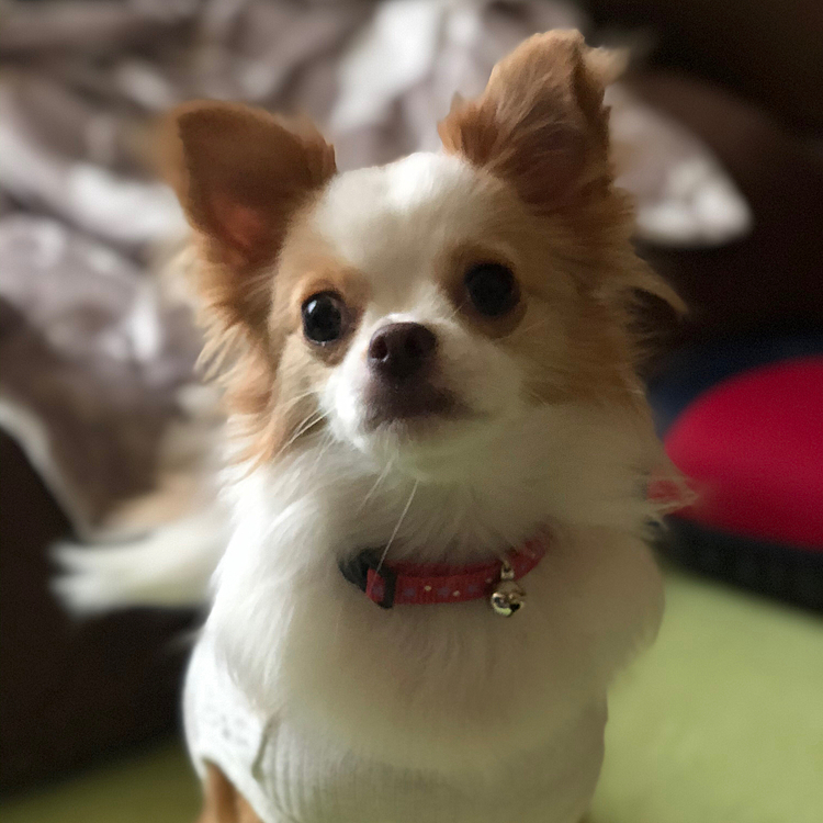 小春怪獣は朝からドタバタやりたい放題🎵🐶
キャロット2号を小雪から盗んできたり💦
でもウゥ…って怒られたら引くのよね🤣