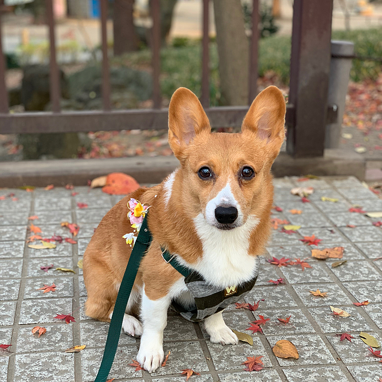 こんにちは😃
昨日御用納めでやっと冬休みになりました☺️
今年は忘年会もなく、毎年やっている芸もなく、本当にさみしい御用納めでした💦
芸のために会議室予約したり、衣装用意したり、録画したり…めちゃくちゃめんどくさいのですが、できないと物足りないです😭
夕方散歩はいつもの公園ですが、少し早めに出てゆっくり歩きました❣️
