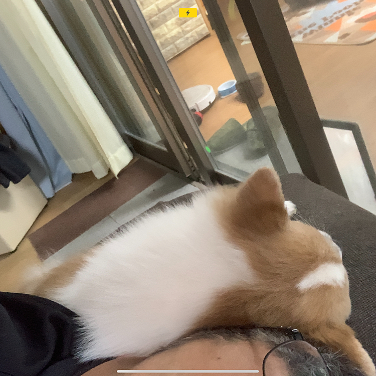 ほくといなくなったら今度はアニキが枕に添い寝してくる😅　
