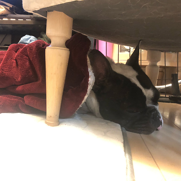 お疲れ気味のまろはソファの下に頭を突っ込んで寝てます😴💤