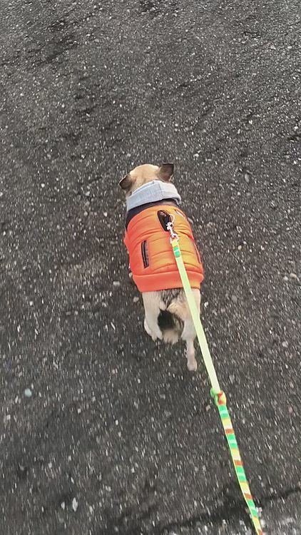 2020年の散歩納めになりました🐕🎶

