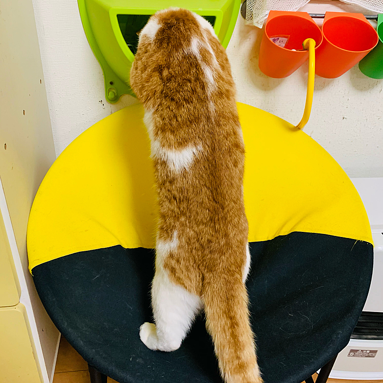 おもちゃ探し(=^ェ^=)第二弾