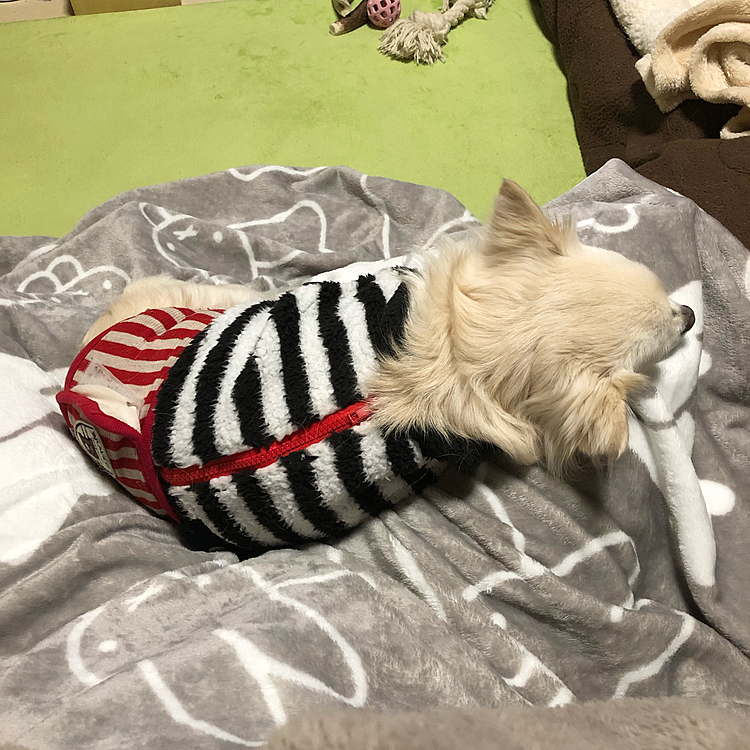 小雪さぁ、ベッドで寝てたのに…
なんで脚の上に移動してきたん❓🤣

小雪は、オモチャなら小春に譲ってあげるのに、この定位置(私の脚の上)だけは絶対に譲りません😂