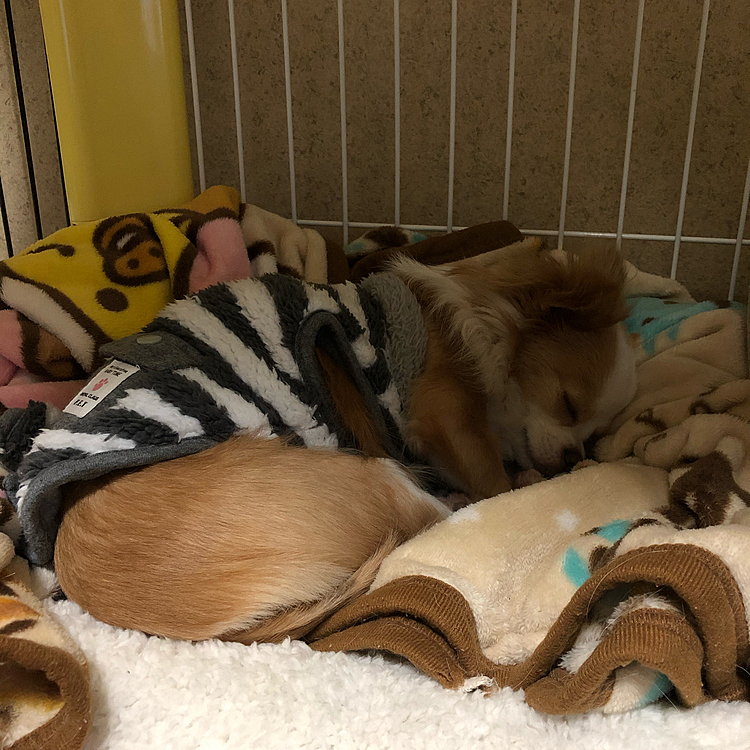 小春はいつもどおりネムネム💤🐶
朝一番のチッチと💩でるの舞でスッキリしてからの二度寝です🤣