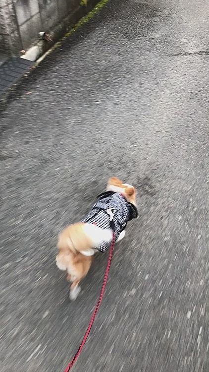 昨日の夕方、小春のお散歩練習🐾
短い距離なら真っ直ぐ歩けるかな❓😂
小雪とは違って、忙しくチャカチャカ歩く感じやね😊