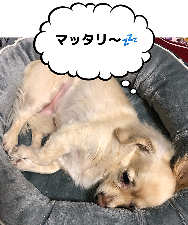 イヴ🐶の投稿