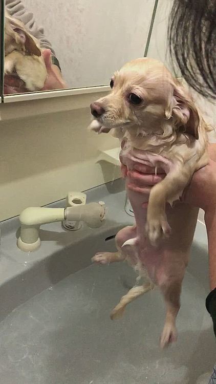 今日はおうちシャンプーしました！
なんと！とらくんからいつ教えてもらったのか🤣エア犬カキ🤣🤣ビックリして、家族に撮影してもらいました😆