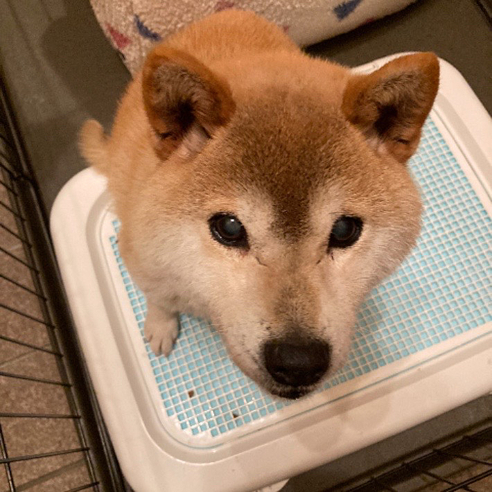 はじめましてちびです。
