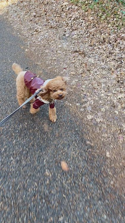 ハッピーにしては珍しく散歩拒否🐾
なかなか進まず、立ち止まっては家の方を振り返っていました😞
でも明日、明後日と雪予報なので走ったり抱っこしたり騙し騙し1時間弱の散歩頑張りました💦
こんな時皆さんならどうします⁉️