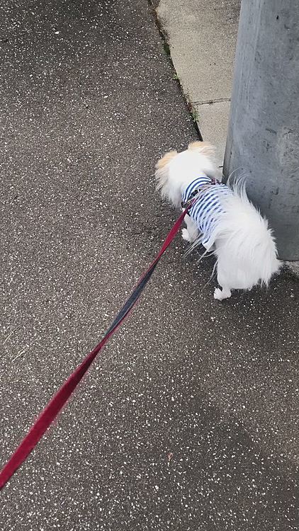 お散歩風景久しぶりに😊
今年の夏のものです🦮🐾
来年もこの可愛いアンヨで沢山お散歩しようね❣️😊

我が家は喪中のため、SNS上とはいえ年明けの新年のご挨拶は控えさせていただきます😌
予めご了承ください😌

それでは明日は忙しい予定なので今年最後の投稿となります😊
皆さんには沢山お世話になりました✨
来年もポコ共々宜しくお願い致します💕
みなさん良いお年を✨✨