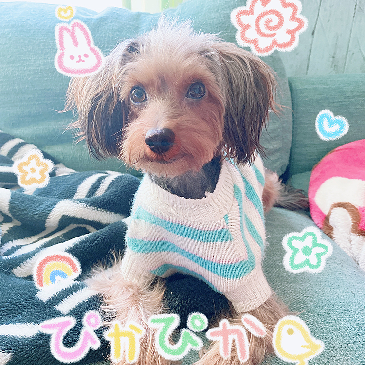 ころすけw