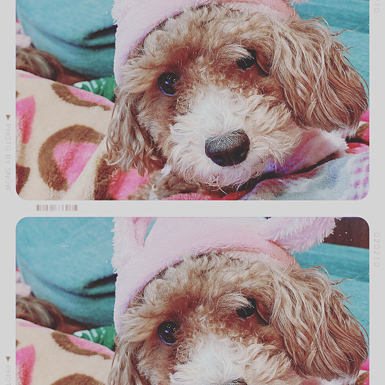 うさぎちゃんのフードかぶってる♡
