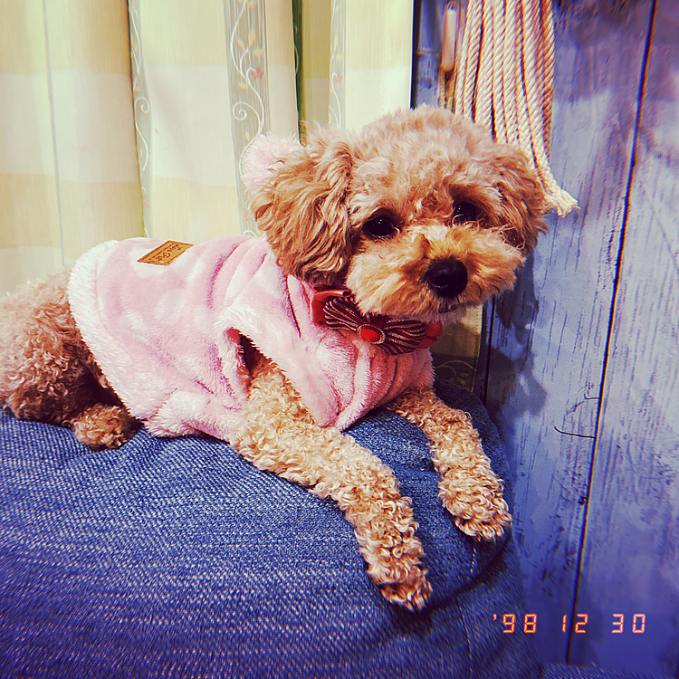 ダイソーで300円で洋服買った♡笑
かわい♥