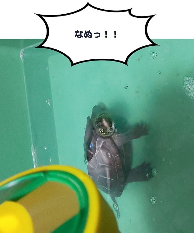 エサはそっちかと気付いた亀のたんじろう