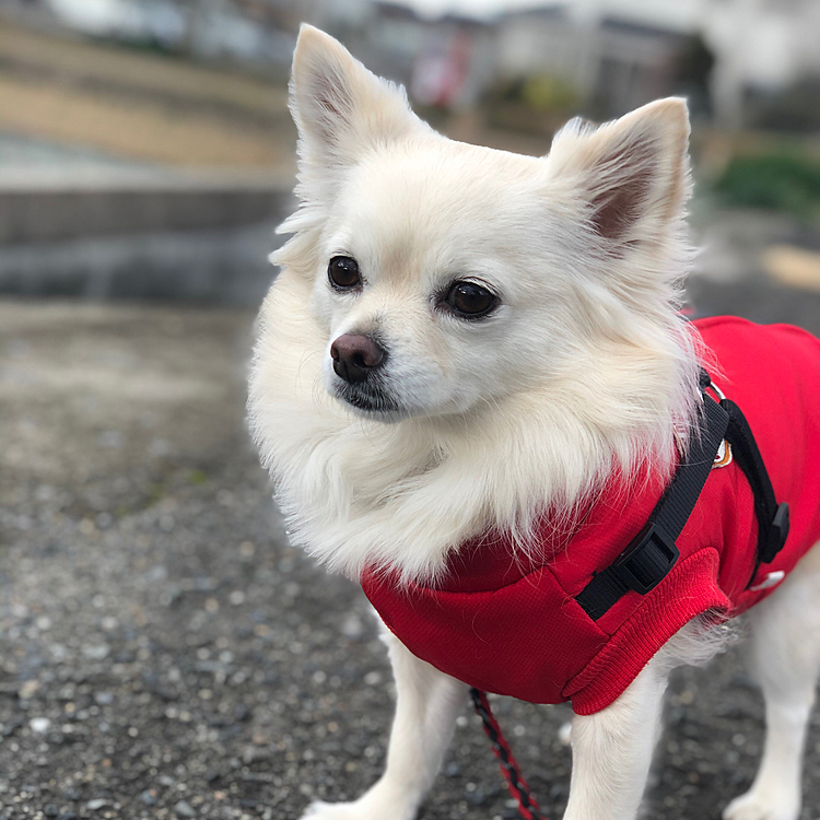 おはようございます☀
大晦日ですね〜🎵

2020年
箱入り一人娘ライフを満喫してたのに、急にお姉ちゃんになりました🐶
戸惑いながら、ストレスを感じながらも優しいお姉ちゃんに…少し成長できた年でした😊