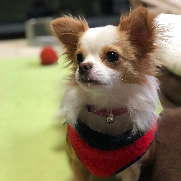 2020年
小春が我が家に新しく家族に加わりました🐶
私の不注意で指骨折させてしまったけど、治療を頑張ってくれた小春は逞しく、お転婆さんにスクスク育ってくれています😊
