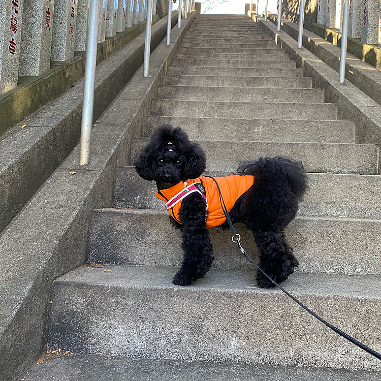 こんにちは😃

地元の神社⛩にお礼参り。
今年も元気に過ごせました😊
