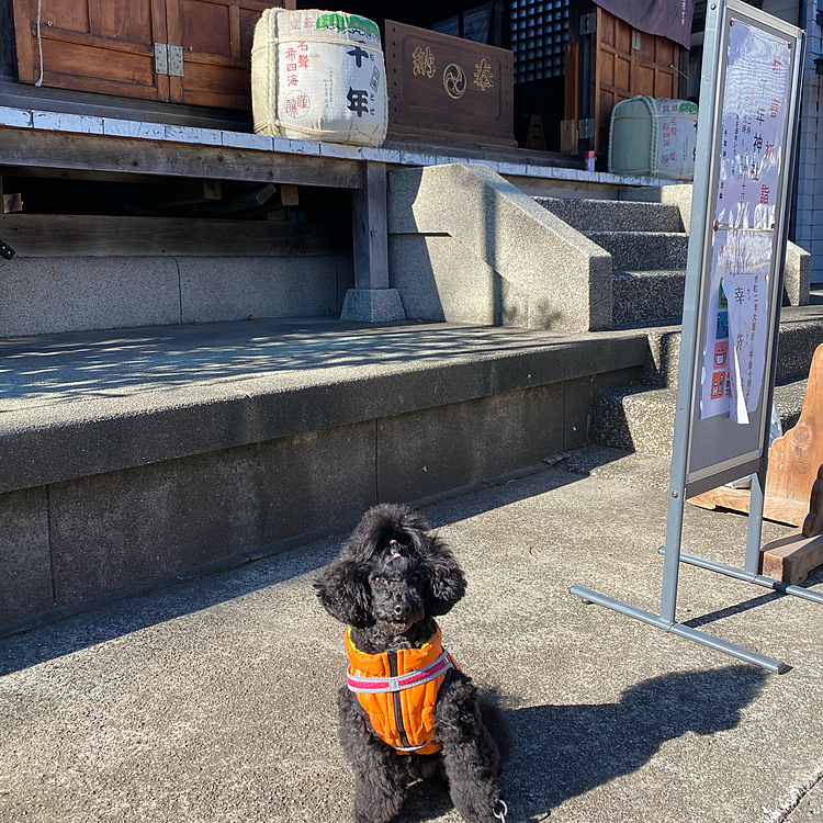 また来年も楽しく過ごせます様に❣️
皆🐶ちゃん達もご家族とお幸せに❣️
来年もよろしくお願いします🤗