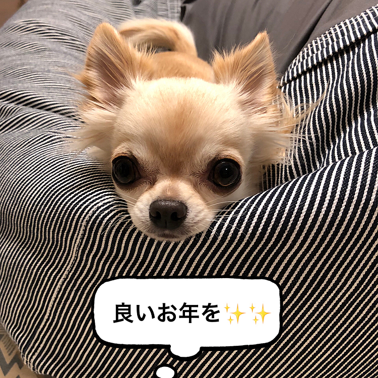 こんばんは⭐️
今年も、後少しで終わってしまいます。
色々あった年でした💦来年は良い年になることを願います😊
みなさん、たくさんのコメントありがとうございました😊来年もよろしくお願い致します😊
良いお年をお迎えください✨✨