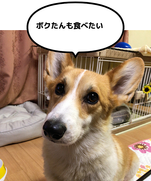 2日前に病院へ！
鼻の下は赤みもとれて、順調に治っております。
体重も、12.3キロまで減りました😍
最近、お留守番が多くなってストレスだったかな。あと、少しだ。11キロまで🌀