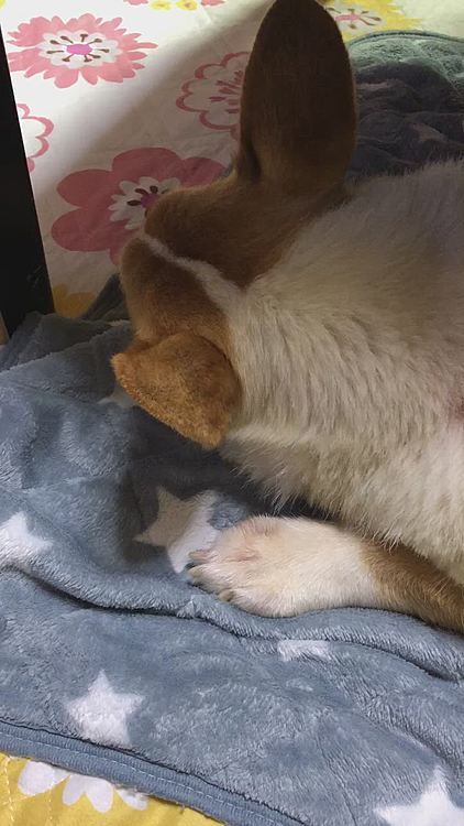 そんな、まあるの大晦日はマッタリと過ごしております。
こんな平和な日が1番なんだと最近思います。
皆様！来年もよろしくお願いしますね😊