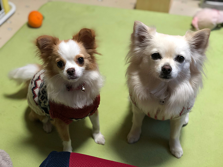 あけましておめでとうございます🎍
2021年
今年も小雪＆小春をよろしくお願いします😊🐶🐶