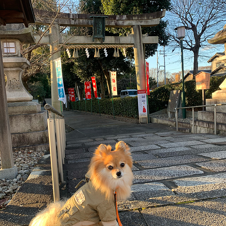 初詣に早速行ってきました⛩
皆様にとって良い一年でありますように✨