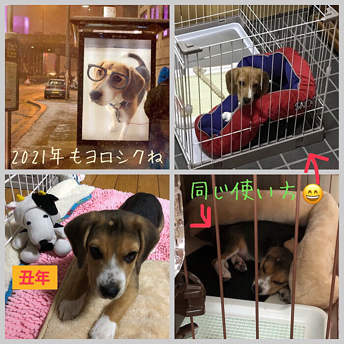 2021.1.1(金)

あけましておめでとうございます🌅🎍🍀

昨年は大変お世話になりました💕
優しいお友達にとても救われて幸せでした🍀🥰🐶🐶

今年も可愛いお友達に癒されながら過ごしたいと思います💖✨よろしくお願いしますね🤗🐶🐶

平和で素敵な年になりますように🕊🍀💖

ココがマックスにベッドの使い方を教えたみたい😂