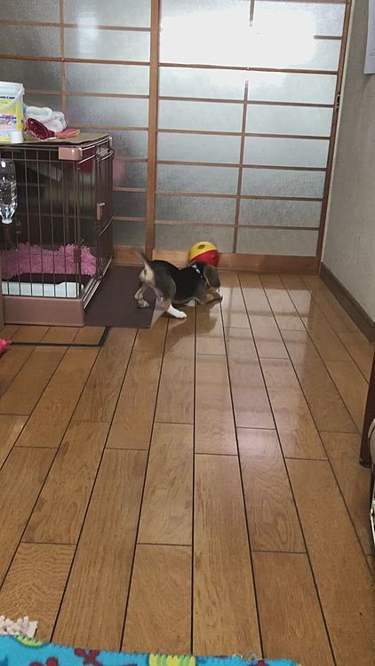 マックスは元気に走り回って遊んでます❣️
ヤンチャ過ぎて大変💦😅
見た事ない物に吠えます‼️🐶🧢