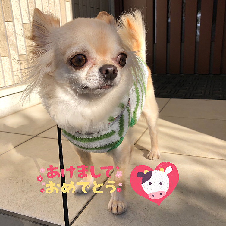 あけましておめでとうございます🎍
今年もよろしくお願い致します😌