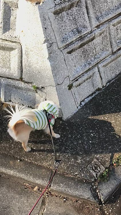 いつもと変わらないお散歩ですが今年最初の念入りクンクンです🐶寒いけどお天気で気持ちがいいお散歩でした😊🐶