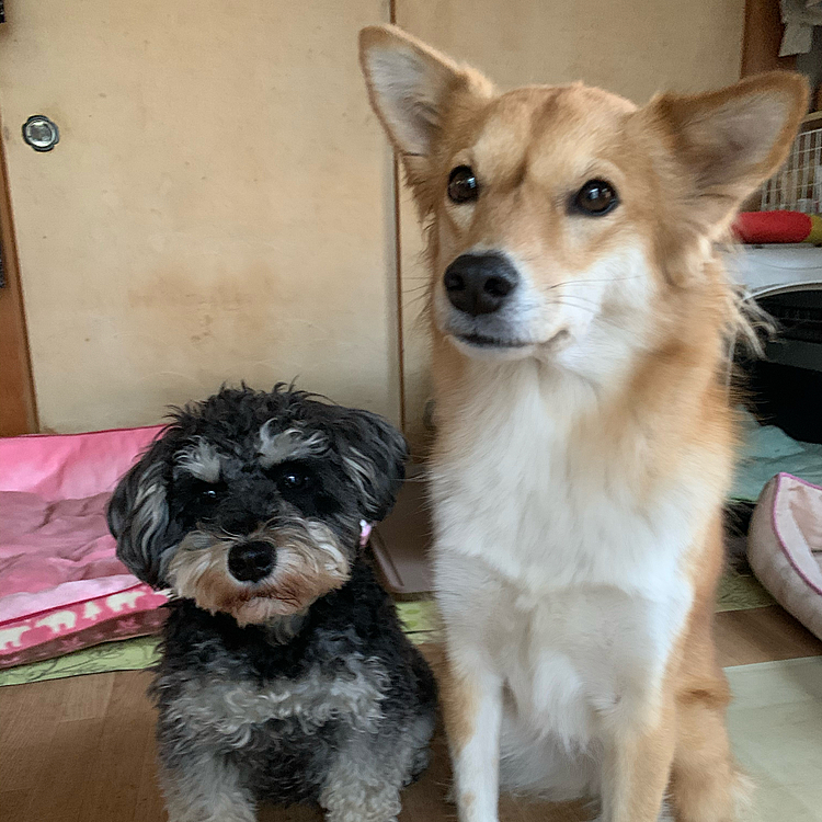 あけましておめでとうございます🎍🌅🐶
今年もよろしくお願いします〜🐶🐾