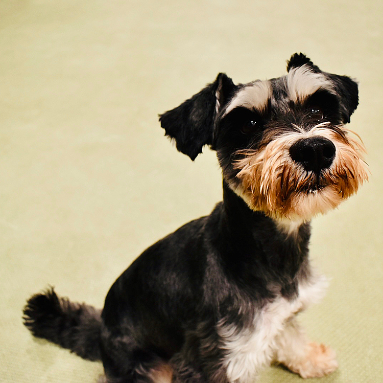 今年はいよいよソラが学校犬を卒業🐕
早くうちにおいで〜🤗