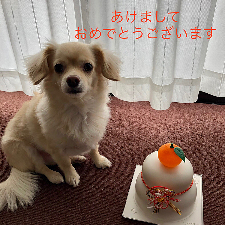 イヴ🐶の投稿