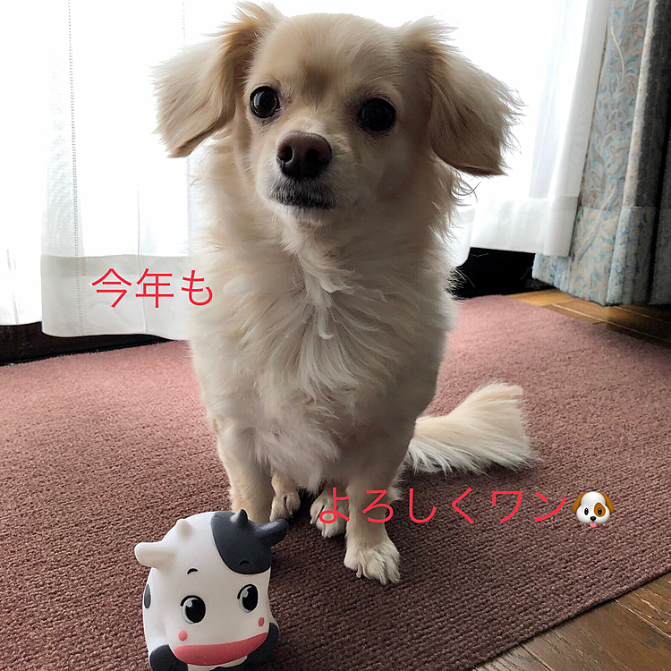 あけましておめでとうございます🎍
今年もイヴ共々、よろしくお願いします🐶😊

朝起きたら、お外は雪でした〜❄️
今も、深々と降ってて寒い年明けです😊

今年も皆さんの投稿に癒され、イヴさんとワチャワチャして、もぉ〜🐮っと時々怒りながら🤣元気に過ごせればなぁ☺️と思ってます🥰

