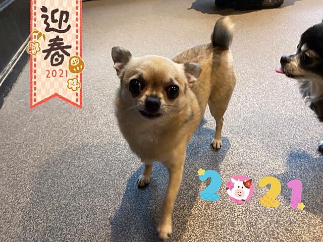 新年明けましておめでとうございます🎍
本年もよろしくお願い致します😊✨
皆様にとって2021年素晴らしい年になりますように💗✨