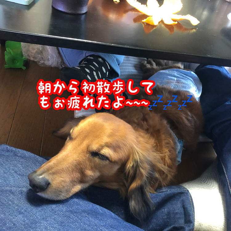朝から初散歩したよね～(o^^o)♪
お正月はいっぱいお散歩しようね(๑•̀ㅂ•́)و✧