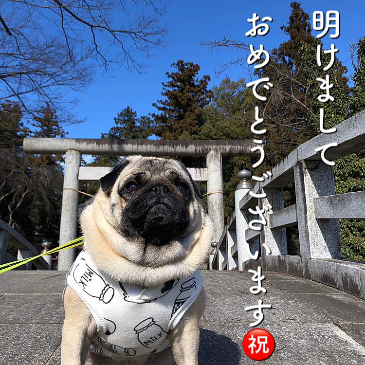 近所の神社に初詣行ってきました⛩
皆さん良い年になりますように🎅