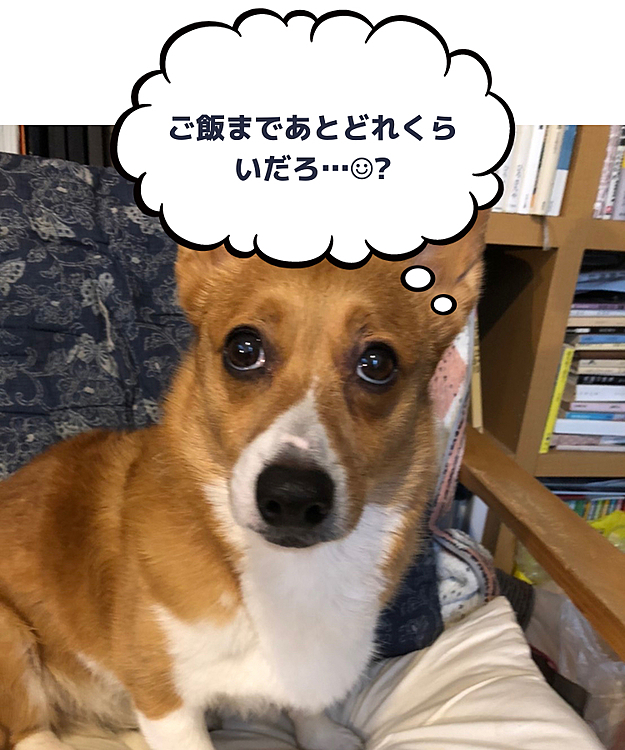 おはようございます😃
昨日は主人が在宅勤務でした☺️
午後からの電話会議にマーチさんもワンで参加したそうです😅
1日中主人のお部屋にいたそうですが、食いしん坊マーチさん😆考えていたのはこんなことかな🤣