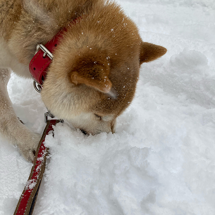 雪を食べているちび
