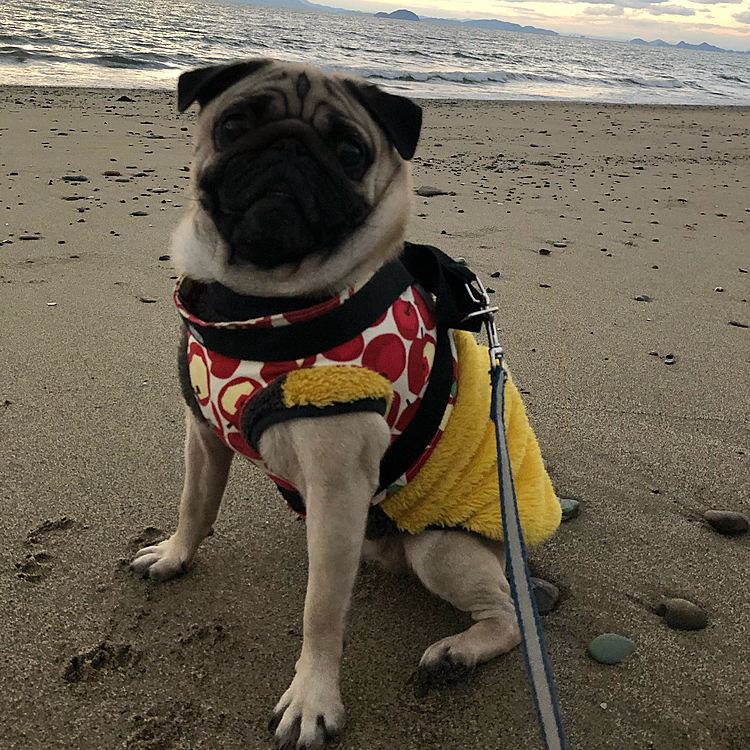今日も元気に海散歩🏖