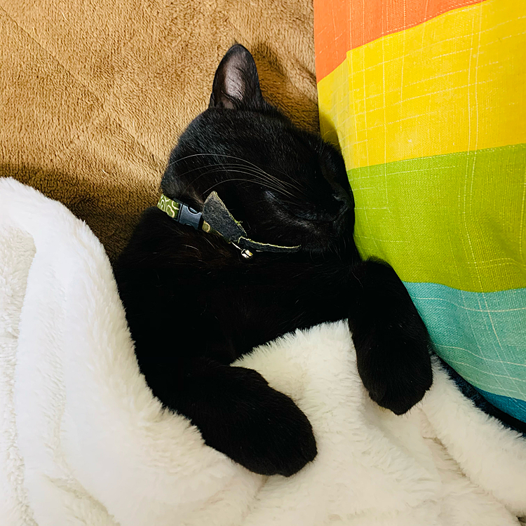 今年もマイペースに♪(=^x^=)