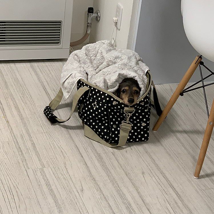 見ってる〜いつでもどこでもママを見ってる〜👀🐶