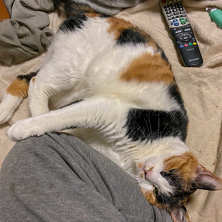 ネムネムモード