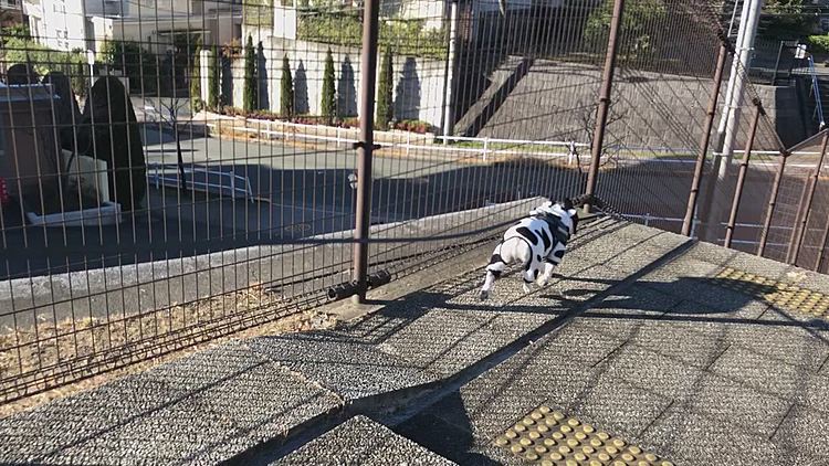相場の格言では、丑年は「つまずき」と言われてあまり良くないようですが...